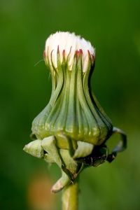 Close up of plant against blurred background