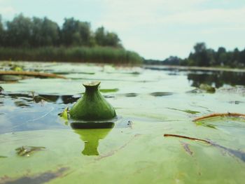 Close-up of green floating on water