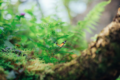 Insect on a land