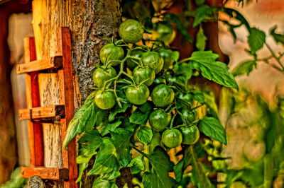 Close-up of fruit growing on plant