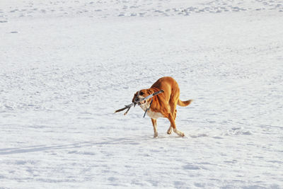 Dog walking in snow