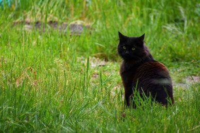 Black cat with piercing green eyes sitting in grass