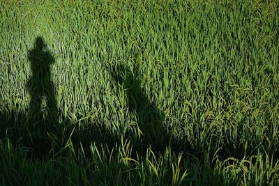 High angle view of crops on field