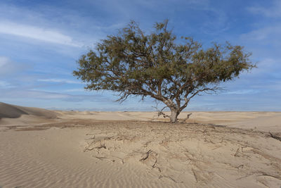 Tree on beach against sky