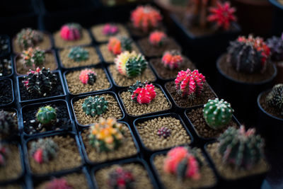 High angle view of potted plant