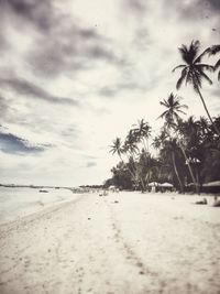 Palm trees on beach