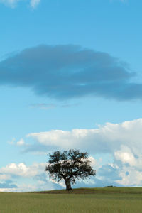 Tree on field against sky