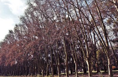 Low angle view of trees against sky