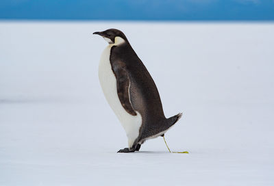 Close-up of bird pooping on snow