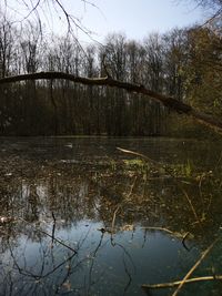 Reflection of trees in lake