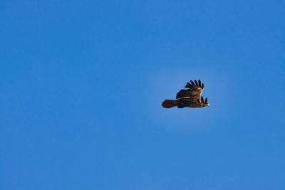 Low angle view of eagle flying against clear blue sky