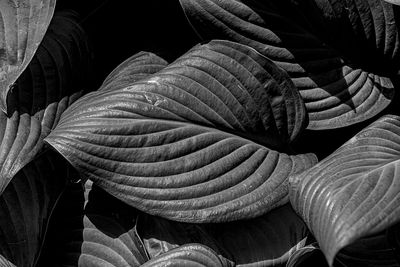 Hosta leaves