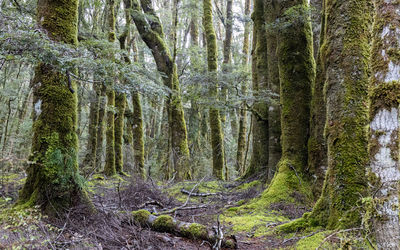 Trees growing in forest