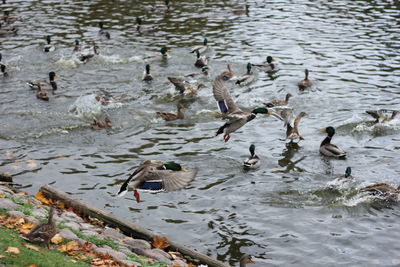Bird flying over calm lake