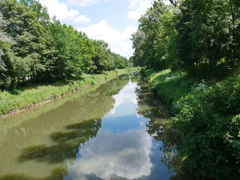 Reflection of trees in water