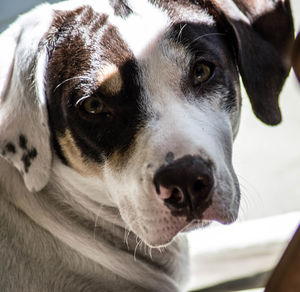 Close-up portrait of dog