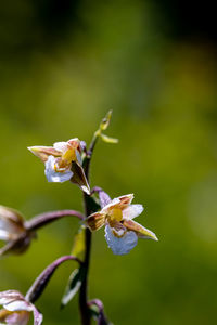 Close-up of wilted flower