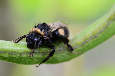 Macro shot of a wet bumblebee on a runner bean pod 
