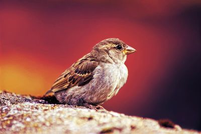 Close-up of bird perching on red outdoors