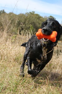 Black dog on field