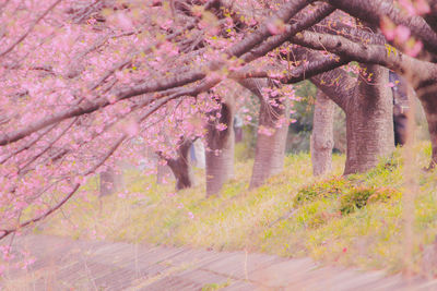 Trees in forest