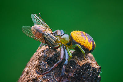 Close-up of insect on rock