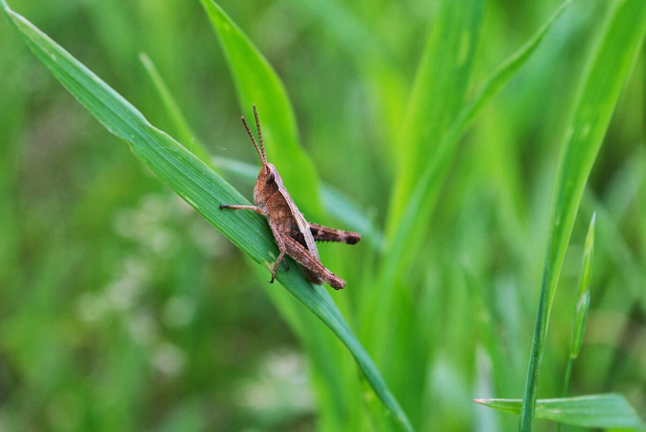 On a blade of grass