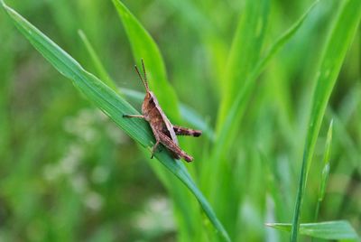 Close-up of insect on leaf