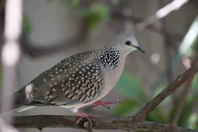 Close-up of bird perching outdoors