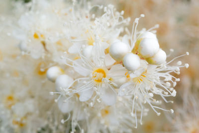 Close-up of white flowering plant