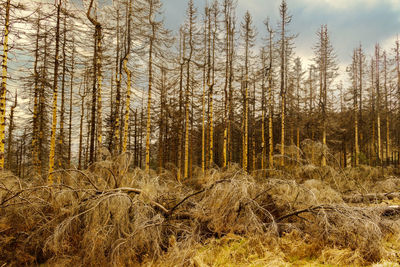 Trees on field against sky in forest