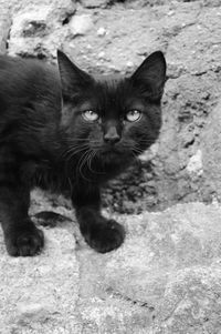 Close-up portrait of kitten