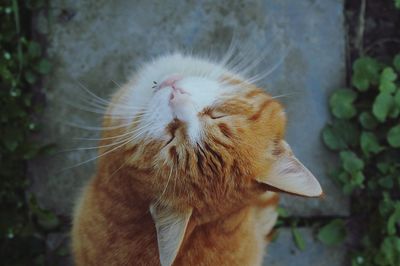 Close-up of a cat