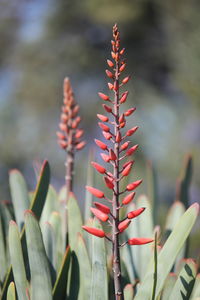 Close-up of succulent plant on field