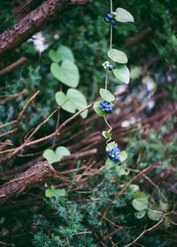 Close-up of plants growing on tree