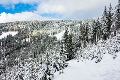 Snow covered plants against sky