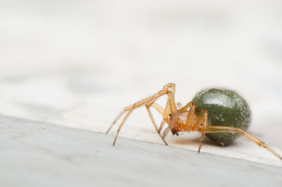 Close-up of spider