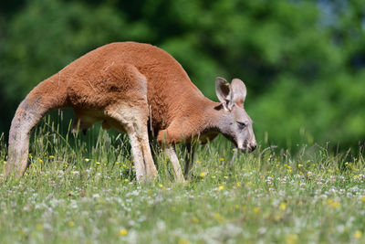 Portrait of a kangaroo hopping through a meadow 