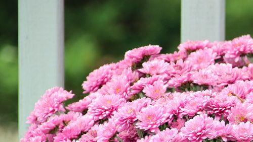 Close-up of pink flowering plants