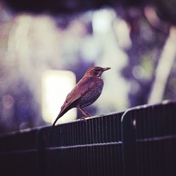 Bird perching on wall