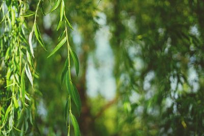 Close-up of fresh green plant