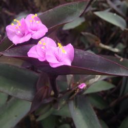 Close-up of pink flowers