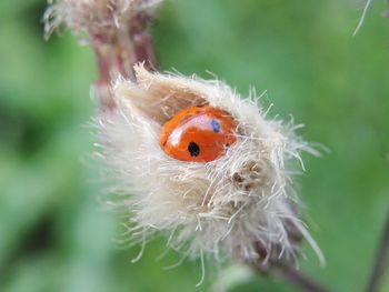 Close-up of ladybug on dandelion seeds