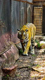 Cat walking in zoo