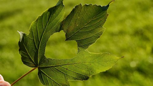 Close-up of maple leaves on tree