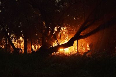 Silhouette trees in forest at night