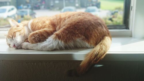 Close-up of a sleeping cat