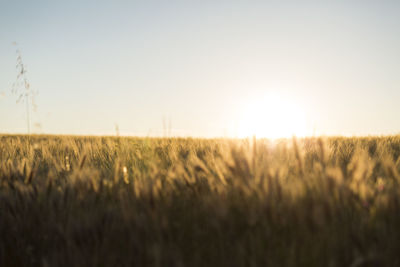 View of field against clear sky during sunset