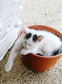 High angle view of a cat