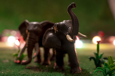 Close-up of elephant